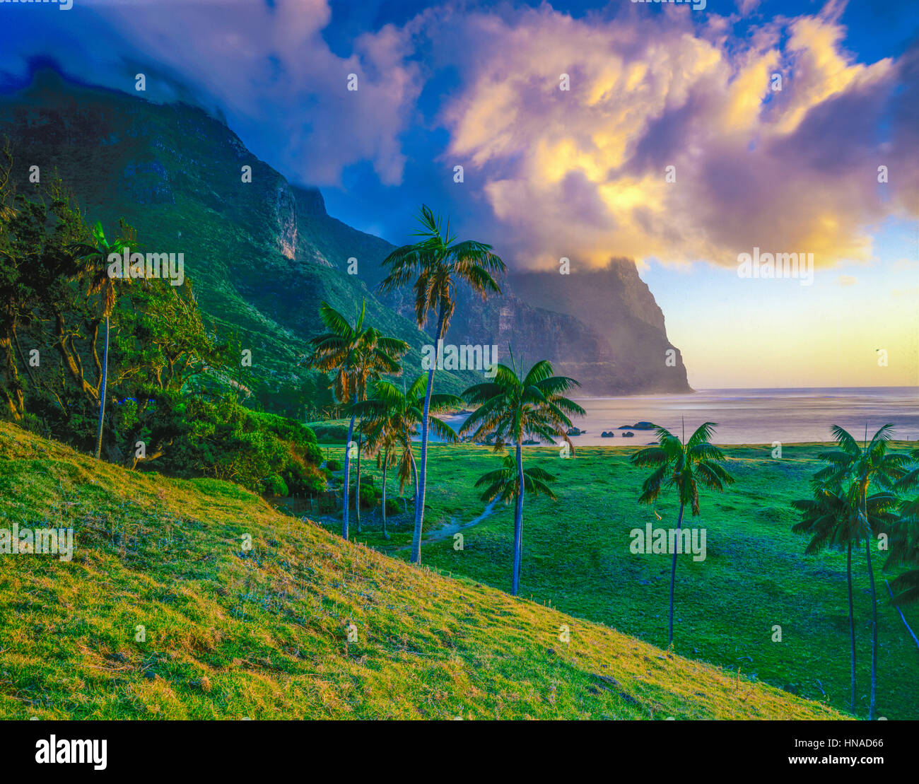 Kentia palms e MTS. Gower e Lidgbird, Isola di Lord Howe, Nuovo Galles del Sud, Australia Howea forsleviana Lord Howe Isalnd NP Oceano Pacifico del Sud Foto Stock