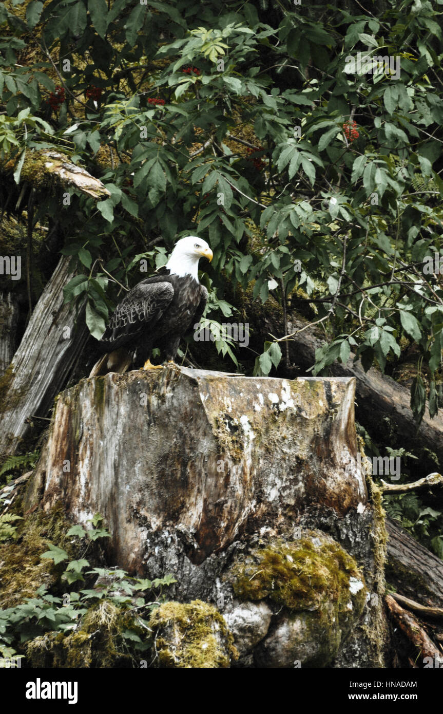 Tongass National Forest, Anan Creek wildlife observatory, Alaska, STATI UNITI D'AMERICA Foto Stock