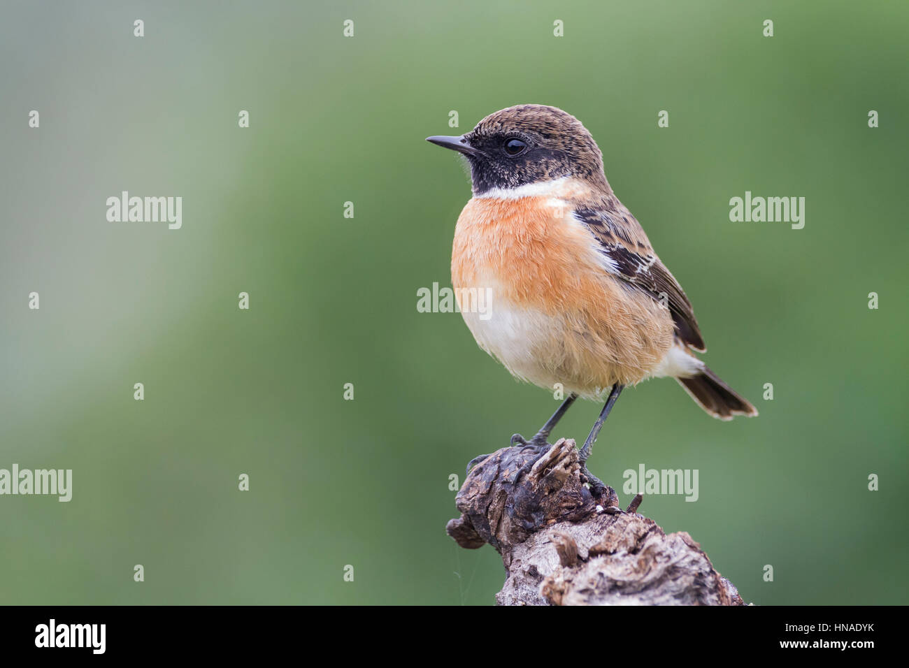 Comune (Stonechat Saxicola torquatus) maschio appollaiato sul ramo. Albufera parco naturale. Comunità Valenciana. Spagna. Foto Stock