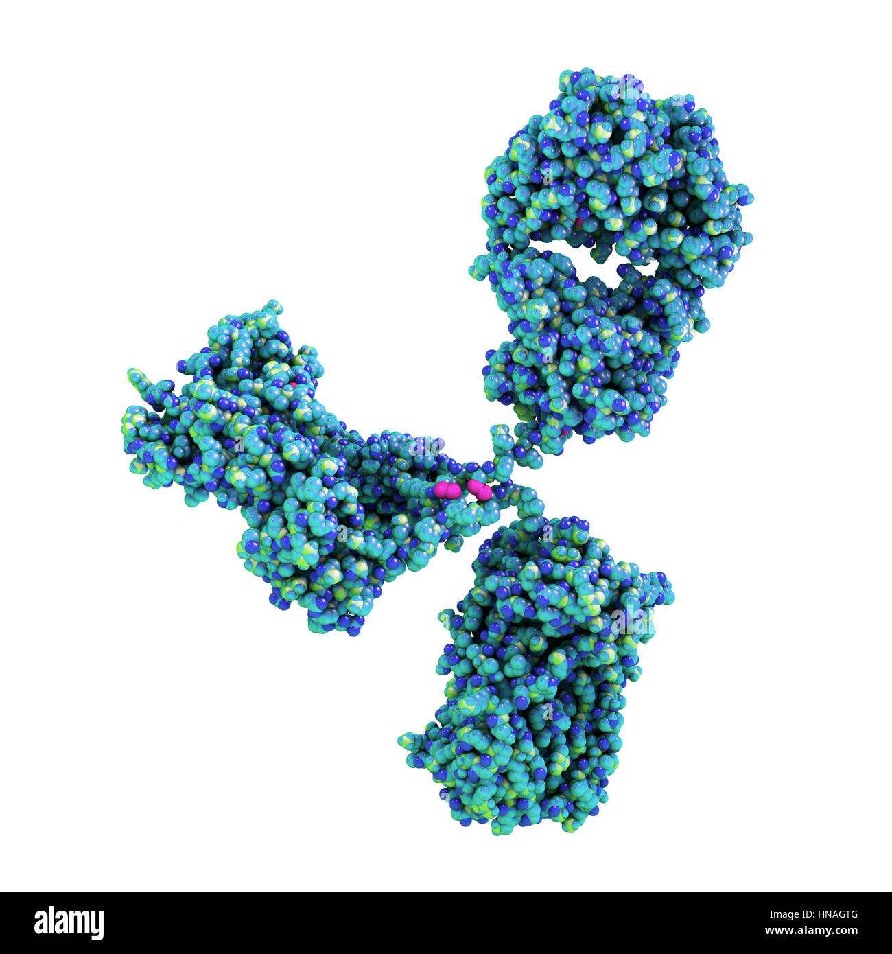 Illustrazione che mostra la struttura di un anticorpo o di immunoglobulina,  molecola. Questi sagomata a Y molecole hanno due bracci che possono legarsi  ad antigeni specifici, per esempio virale o proteine batteriche.