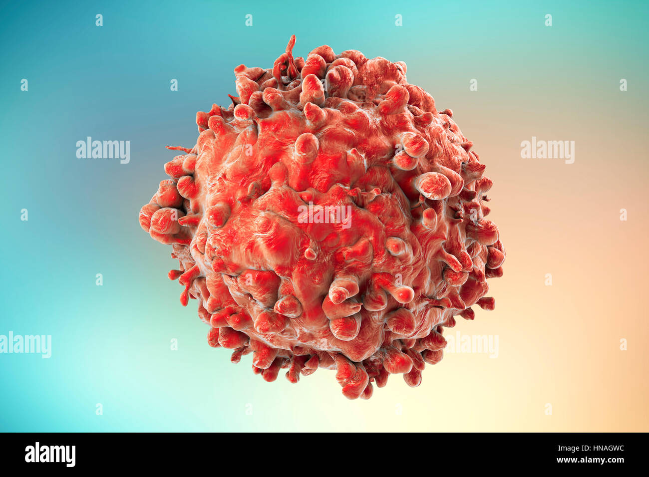 Computer illustrazione di un cancro delle cellule bianche del sangue nella leucemia. Foto Stock