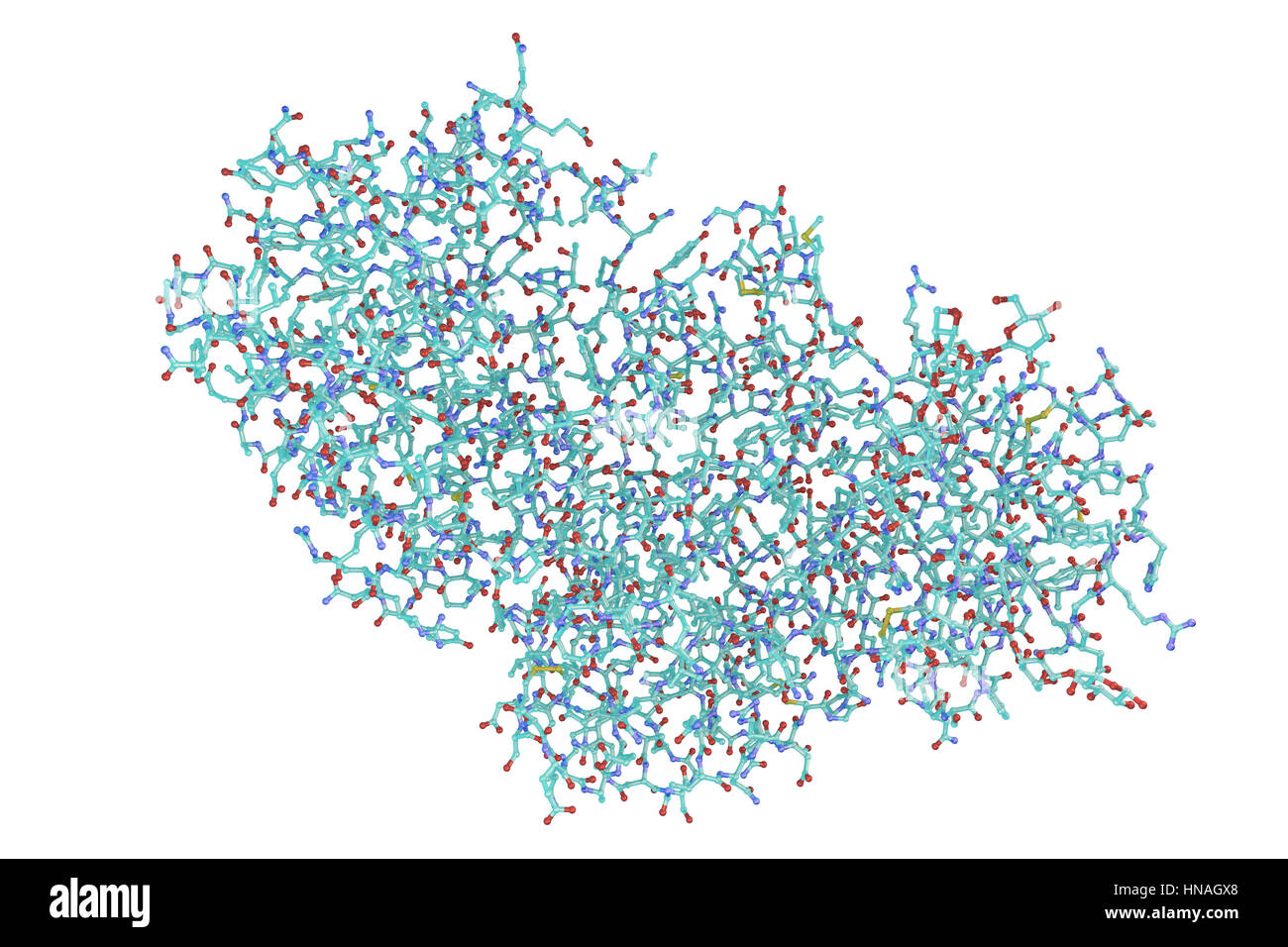 Ricin. Modello di computer di una molecola di proteina tossica ricin. Esso comprende due catene di aminoacidi, denominato (in alto a sinistra) e B (in basso a destra). La catena è tossico, per inibire la sintesi proteica nelle cellule. Esso è portato nelle cellule mediante il non-tossico catena-B. Il Ricin è derivato dai semi di ricino impianto (Ricinus communis). Meno di un milligrammo è sufficiente per uccidere un adulto. Inalazione di ricin provoca la tosse, edema polmonare e la morte. In caso di ingestione, provoca la gastroenterite, fegato e danni renali e morte da circolatorio fallimento. Non esiste alcun antidoto. Foto Stock