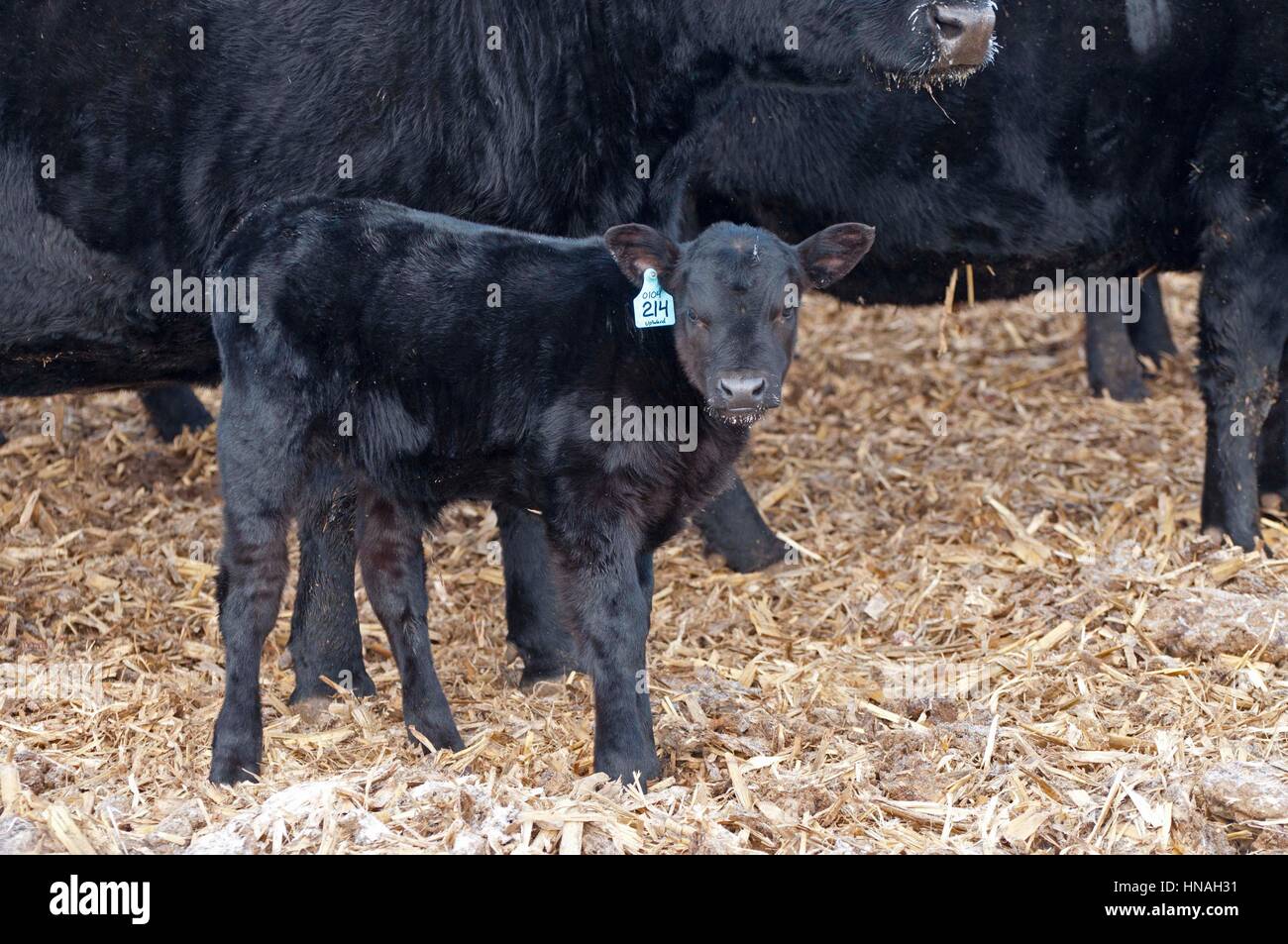 Un vitello giovane sorge nella mandria fotografato a Waterloo, Iowa, USA. Foto Stock