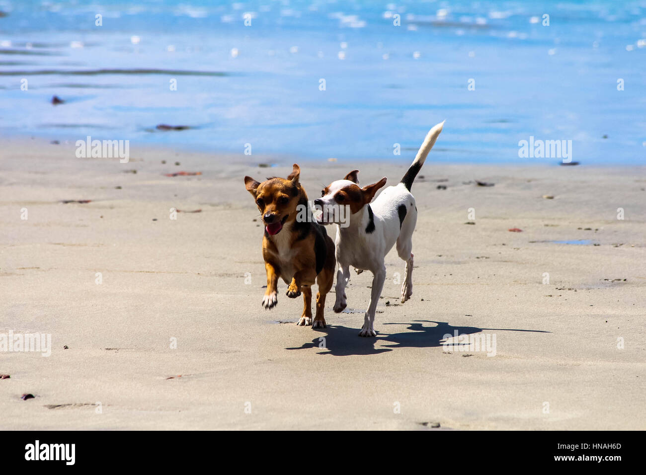 Piccolo Jack Russell cane giocando su una spiaggia Foto Stock