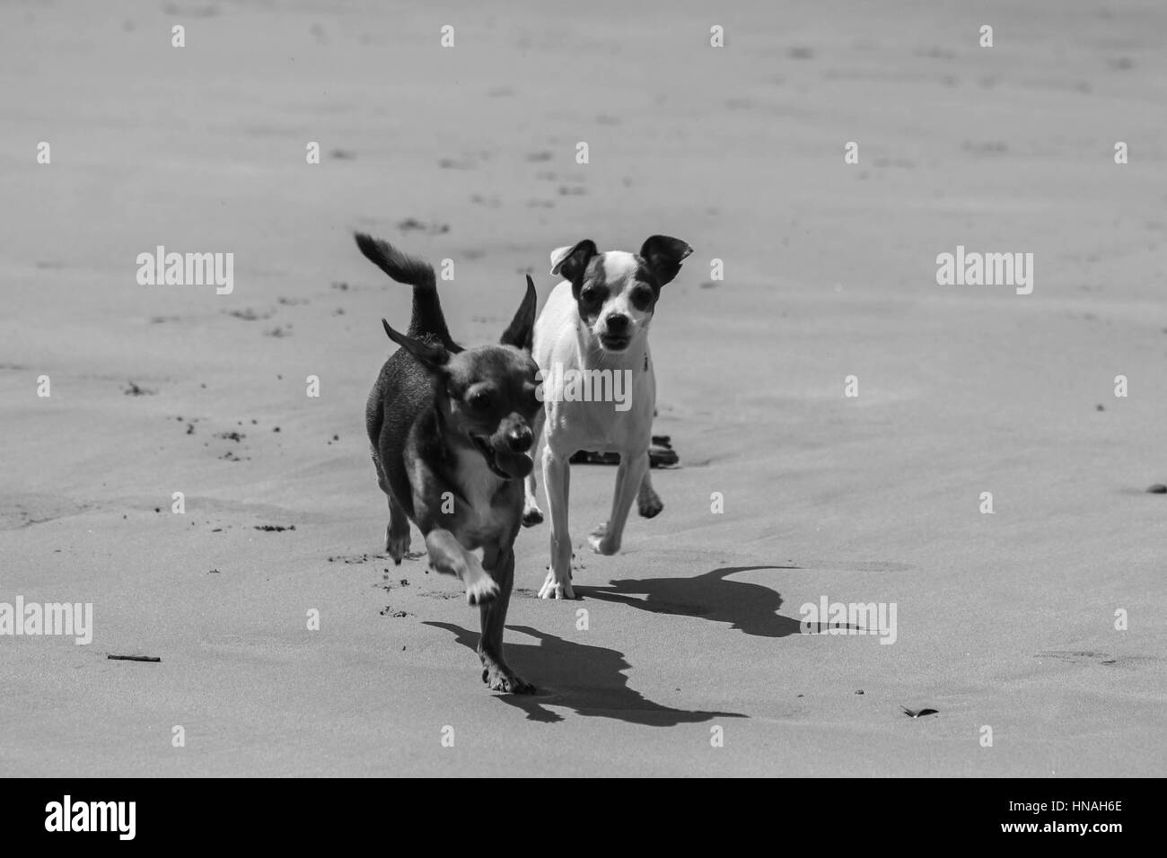 Piccolo Jack Russell cane giocando su una spiaggia Foto Stock
