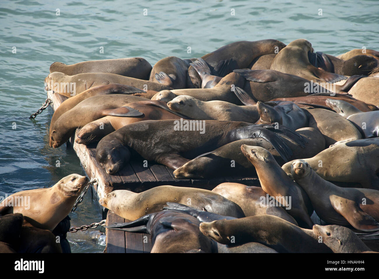 I leoni di mare ensoleillement poggiante su piattaforme galleggianti vicino al porto presso il Molo 39 in San Francisco. La fonazione abbaiando a vicenda per marcare il loro territorio o Foto Stock