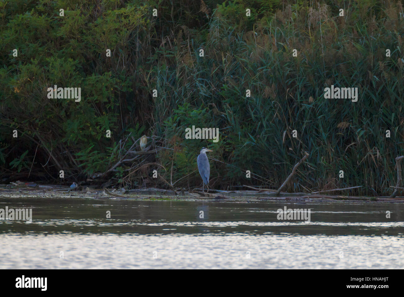 Airone cenerino close up da "Delta del Po'. Natura italiana. Il birdwatching. Foto Stock
