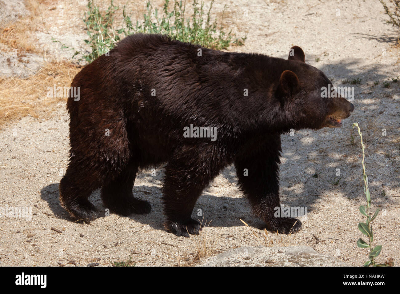 American black bear (Ursus americanus). Foto Stock