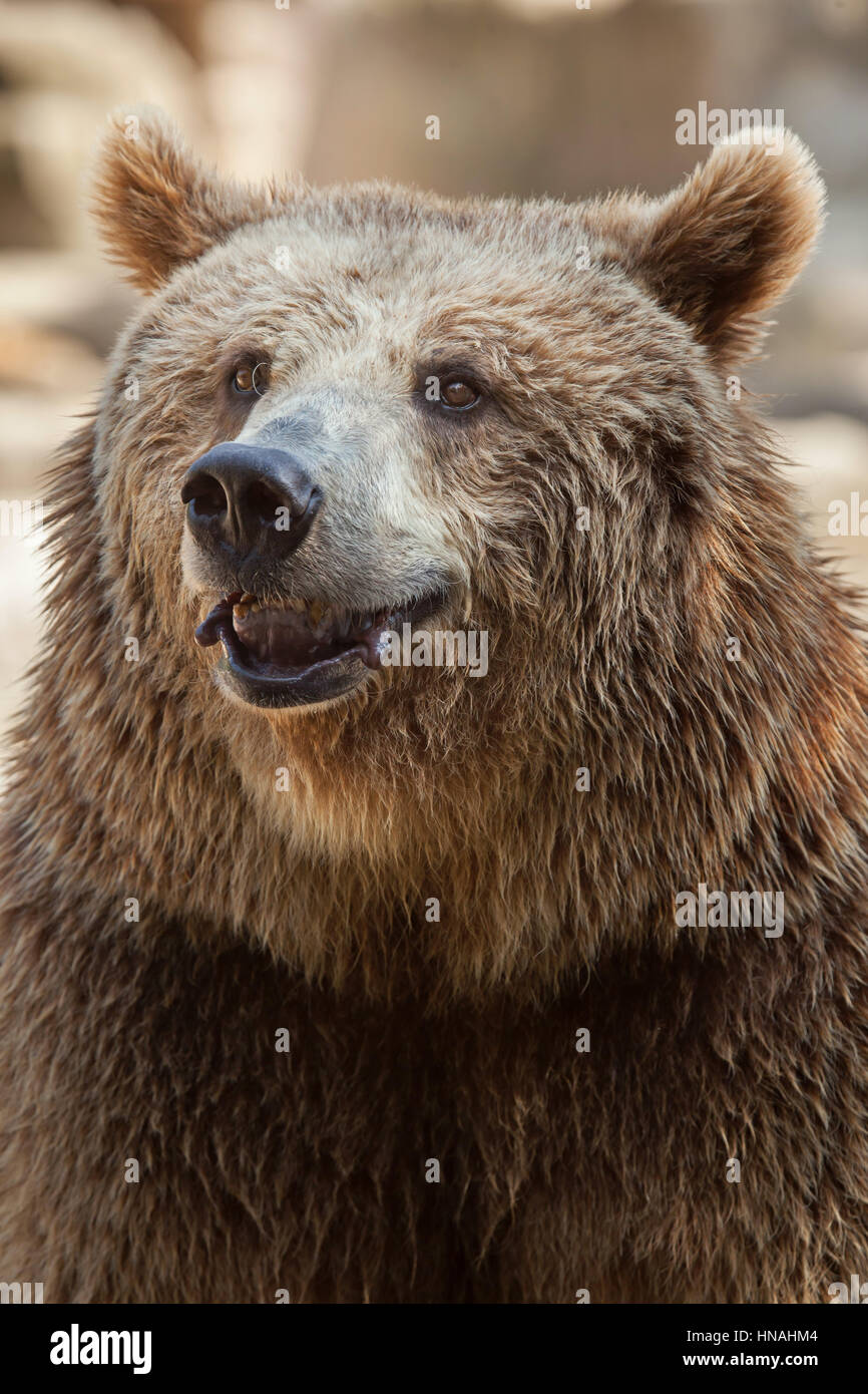 Eurasian l'orso bruno (Ursus arctos arctos), noto anche come Unione orso bruno. Foto Stock