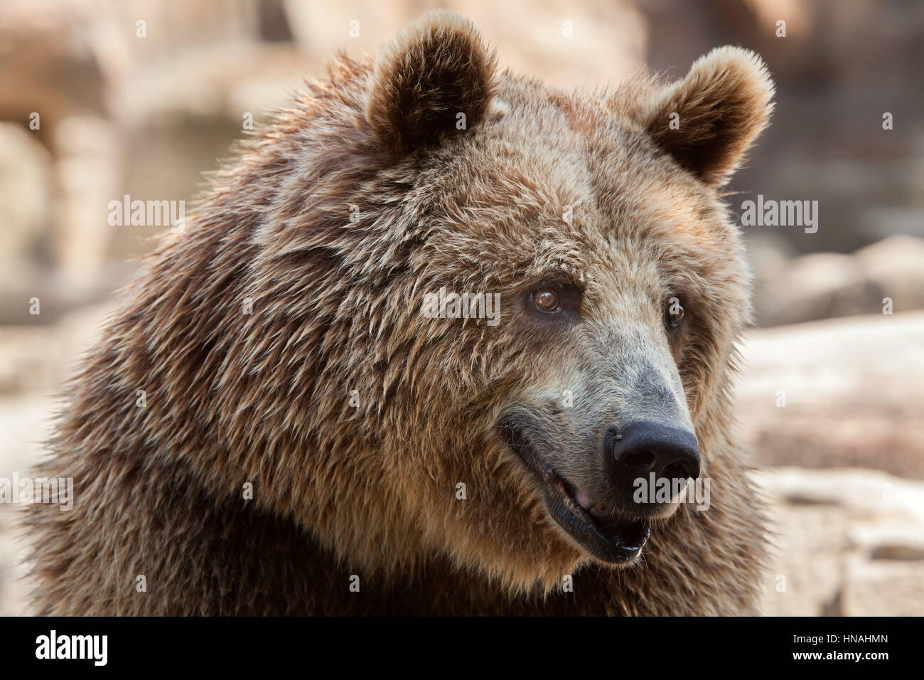 Eurasian l'orso bruno (Ursus arctos arctos), noto anche come Unione orso bruno. Foto Stock