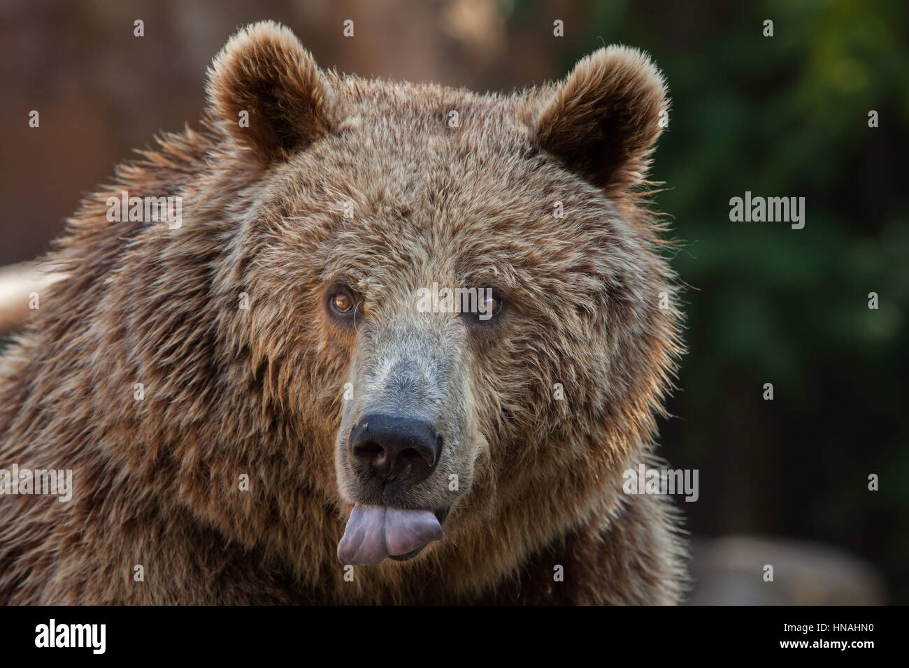 Eurasian l'orso bruno (Ursus arctos arctos), noto anche come Unione orso bruno. Foto Stock