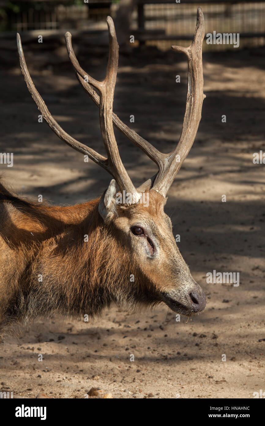 Pere David deer (Elaphurus davidianus), noto anche come il milu. Foto Stock