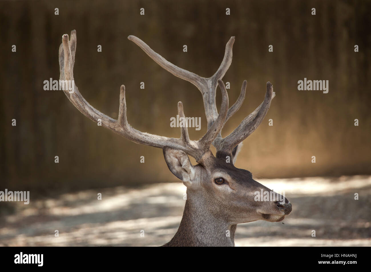 Lo spagnolo il cervo (Cervus elaphus hispanicus), noto anche come la penisola iberica di cervi rossi. Foto Stock