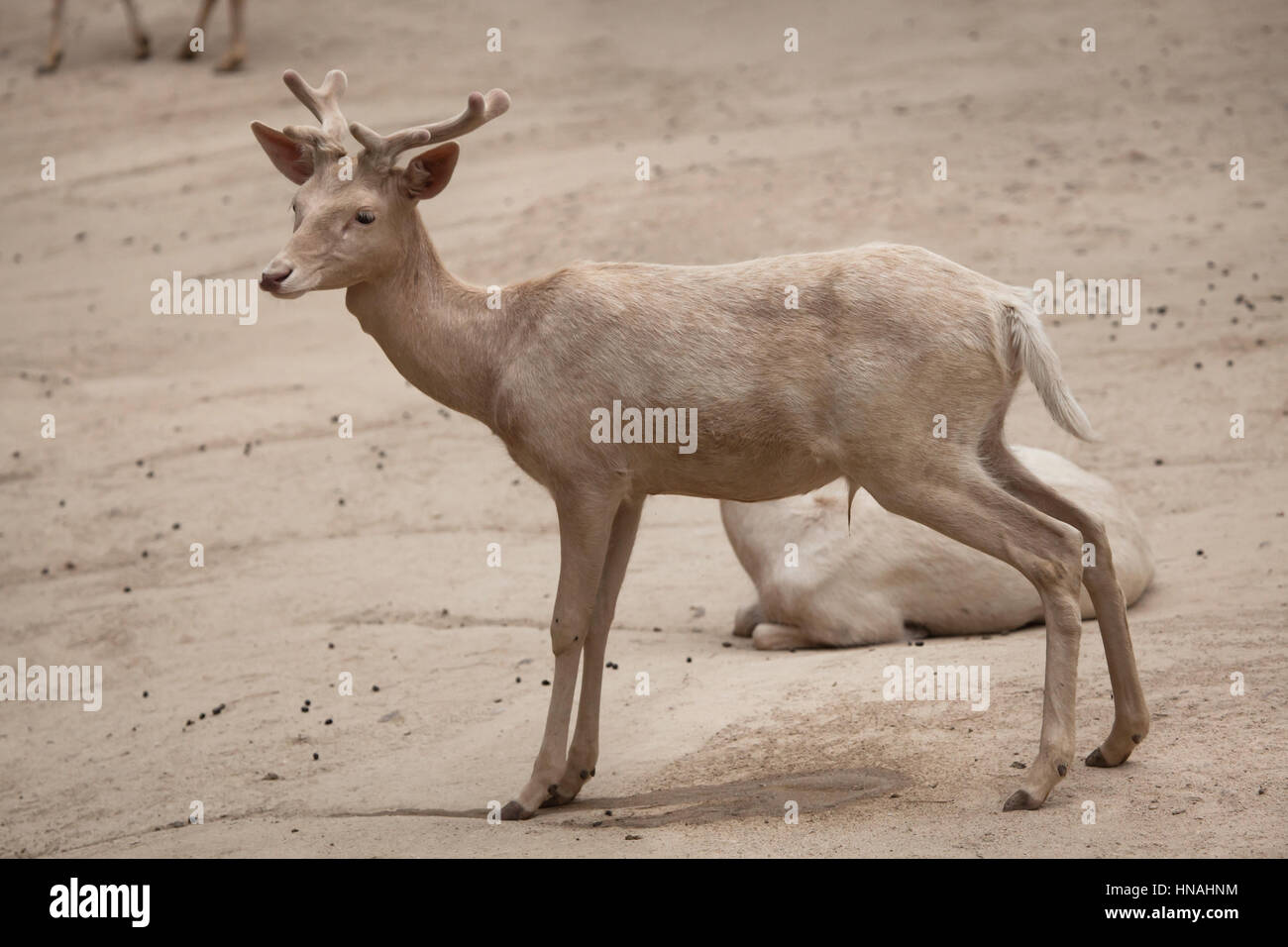 Daini (Dama Dama). Foto Stock