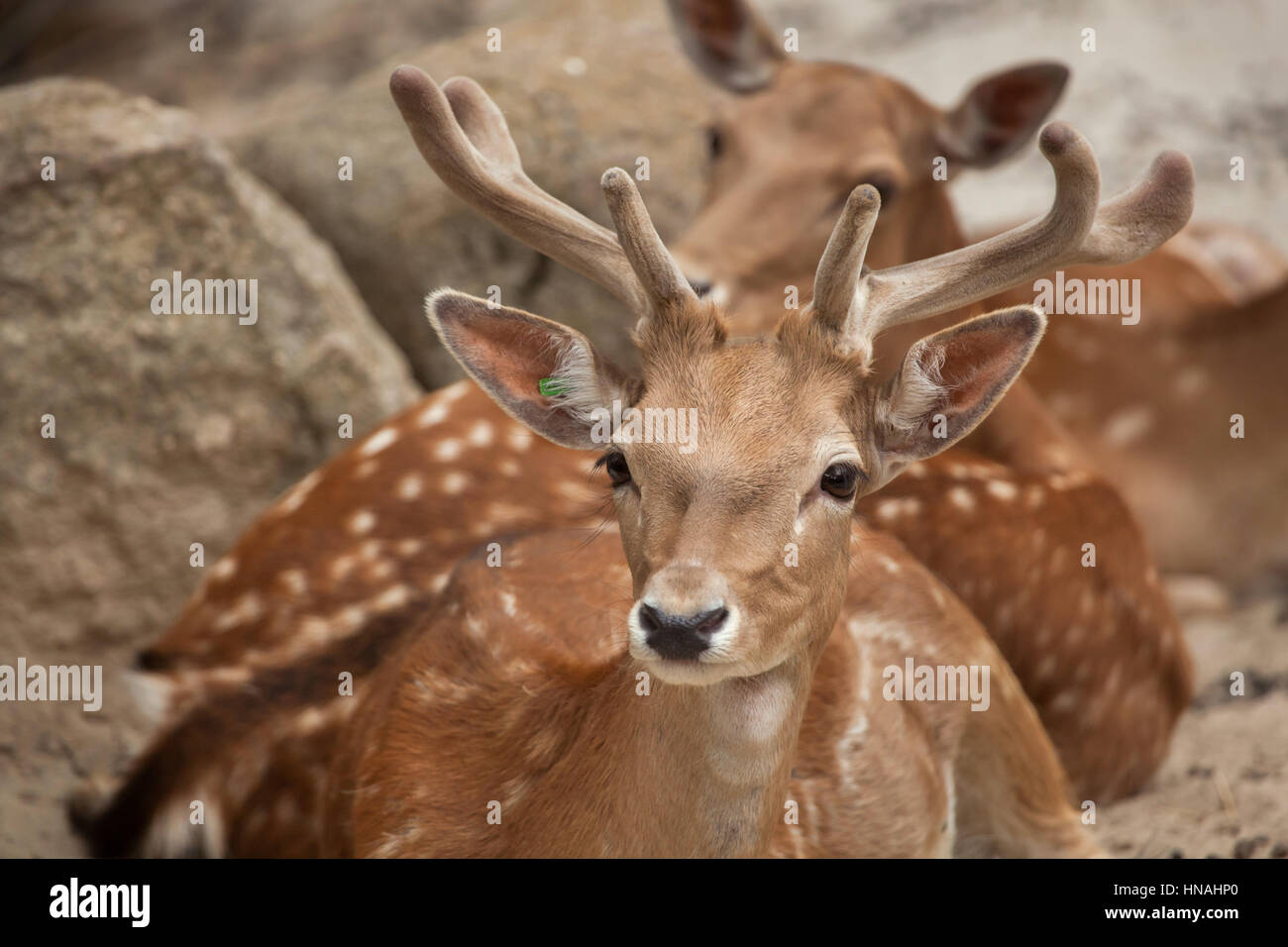 Daini (Dama Dama). Foto Stock
