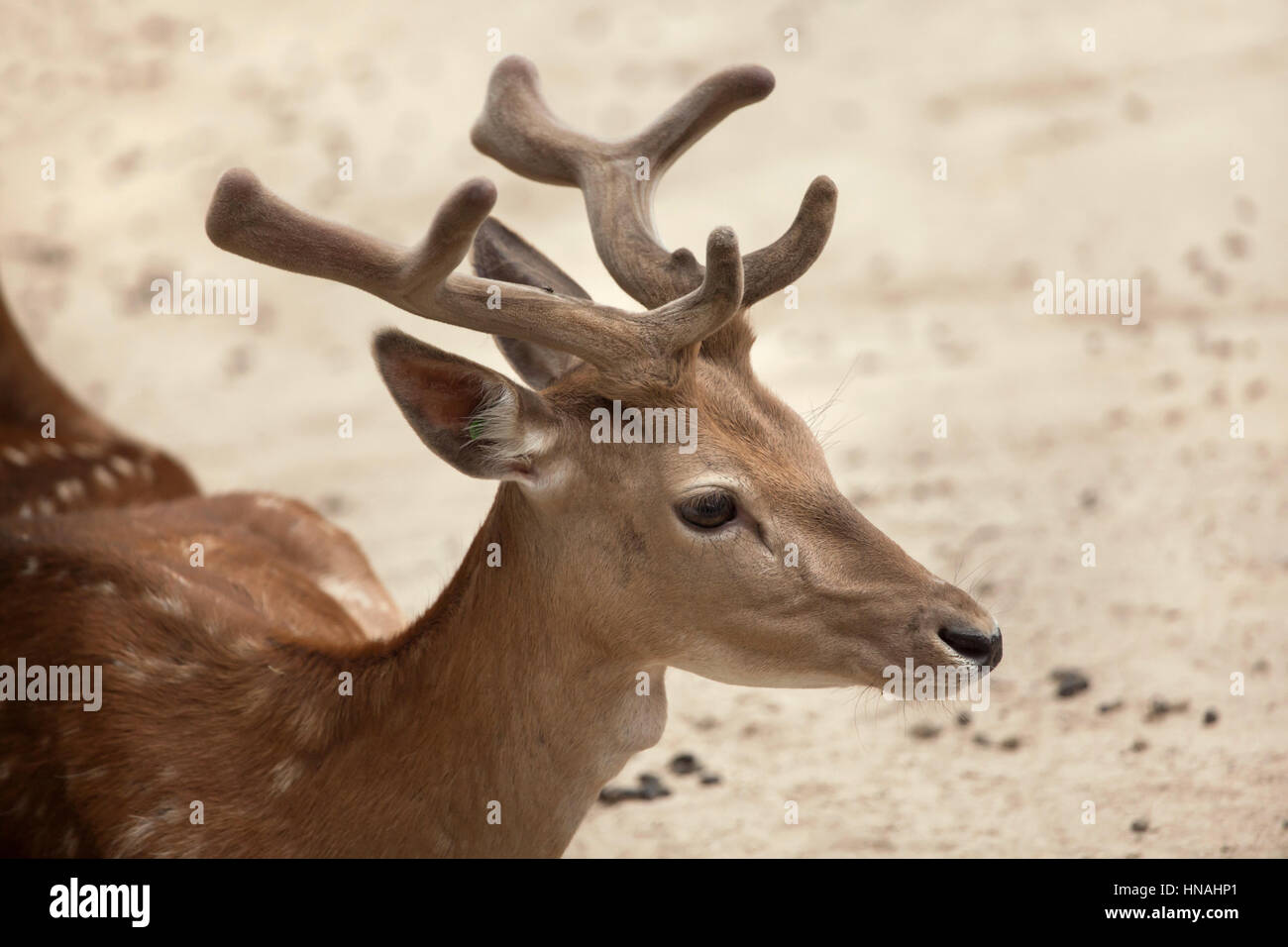 Daini (Dama Dama). Foto Stock