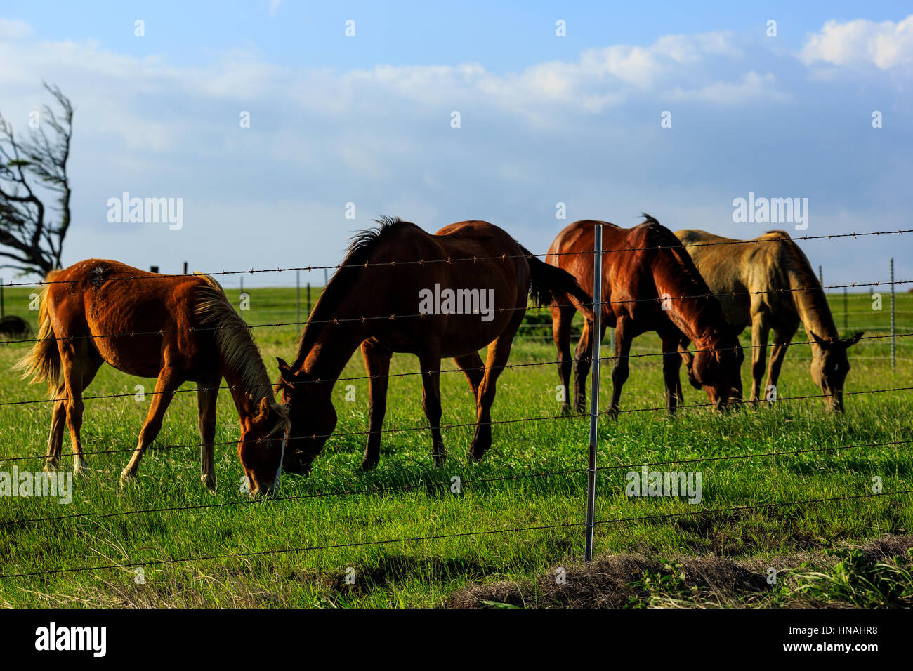 I cavalli pascolano in un ranch accanto alla strada di South Point sulla Big Island delle Hawaii, 27 dicembre 2017. Foto Stock