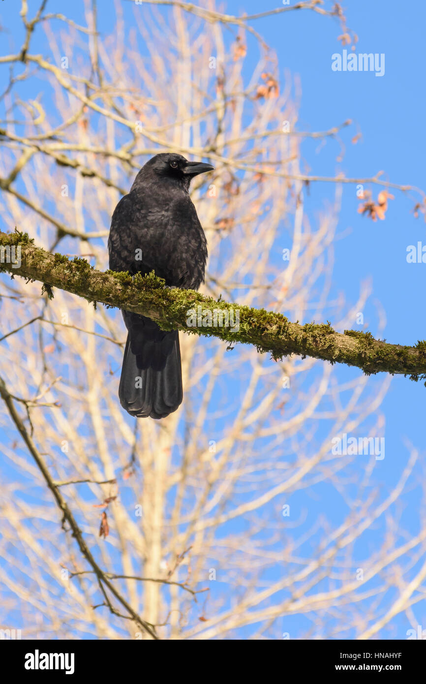 Northwestern crow, Corvus caurinus, Burnaby, British Columbia, Canada Foto Stock