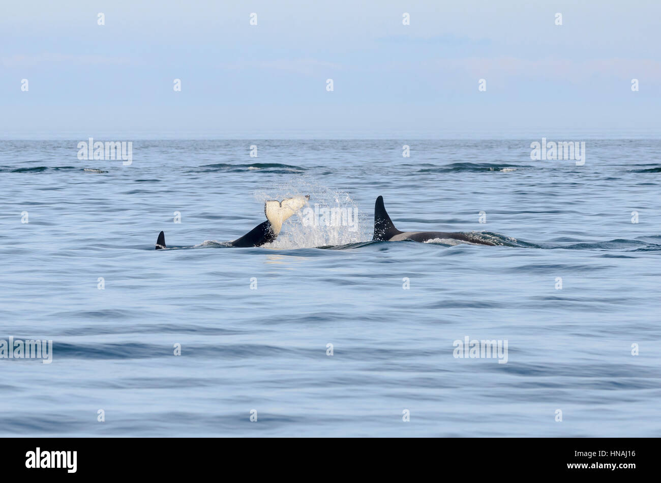 Residente meridionale orcas, J-Pod, Orca orcinus, Salish Sea, in via di estinzione, British Columbia, Canada, Oceano Pacifico Foto Stock