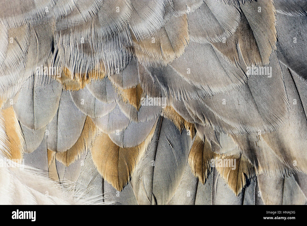 Piume di una gru Sandhill, Antigone canadensis, George C. Reifel uccello migratore Santuario, Delta, British Columbia, Canada Foto Stock