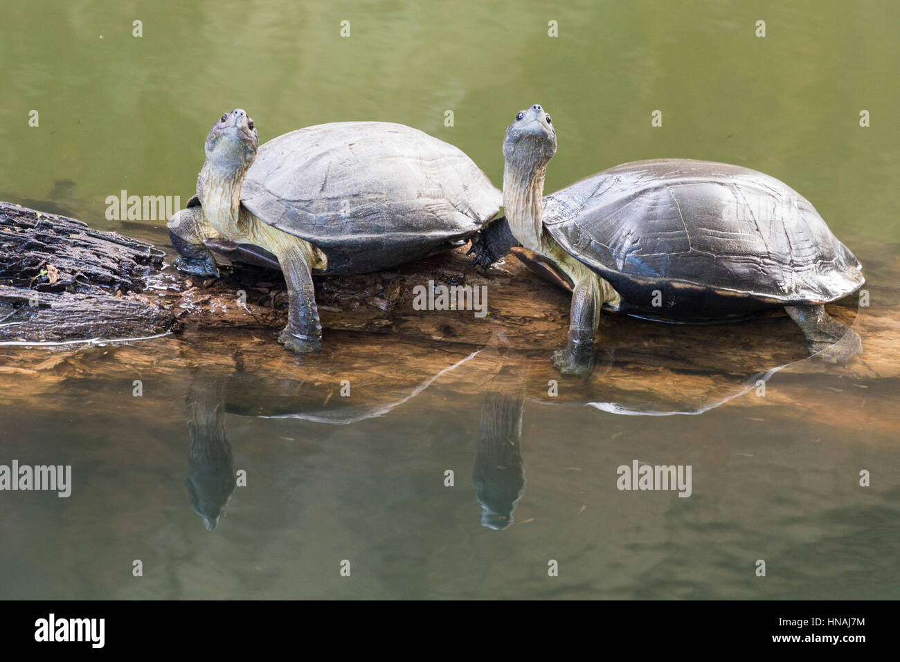 Indian black turtle (Melanochelys trijuga) o stagno indiano terrapin, Matara, Sri Lanka Foto Stock