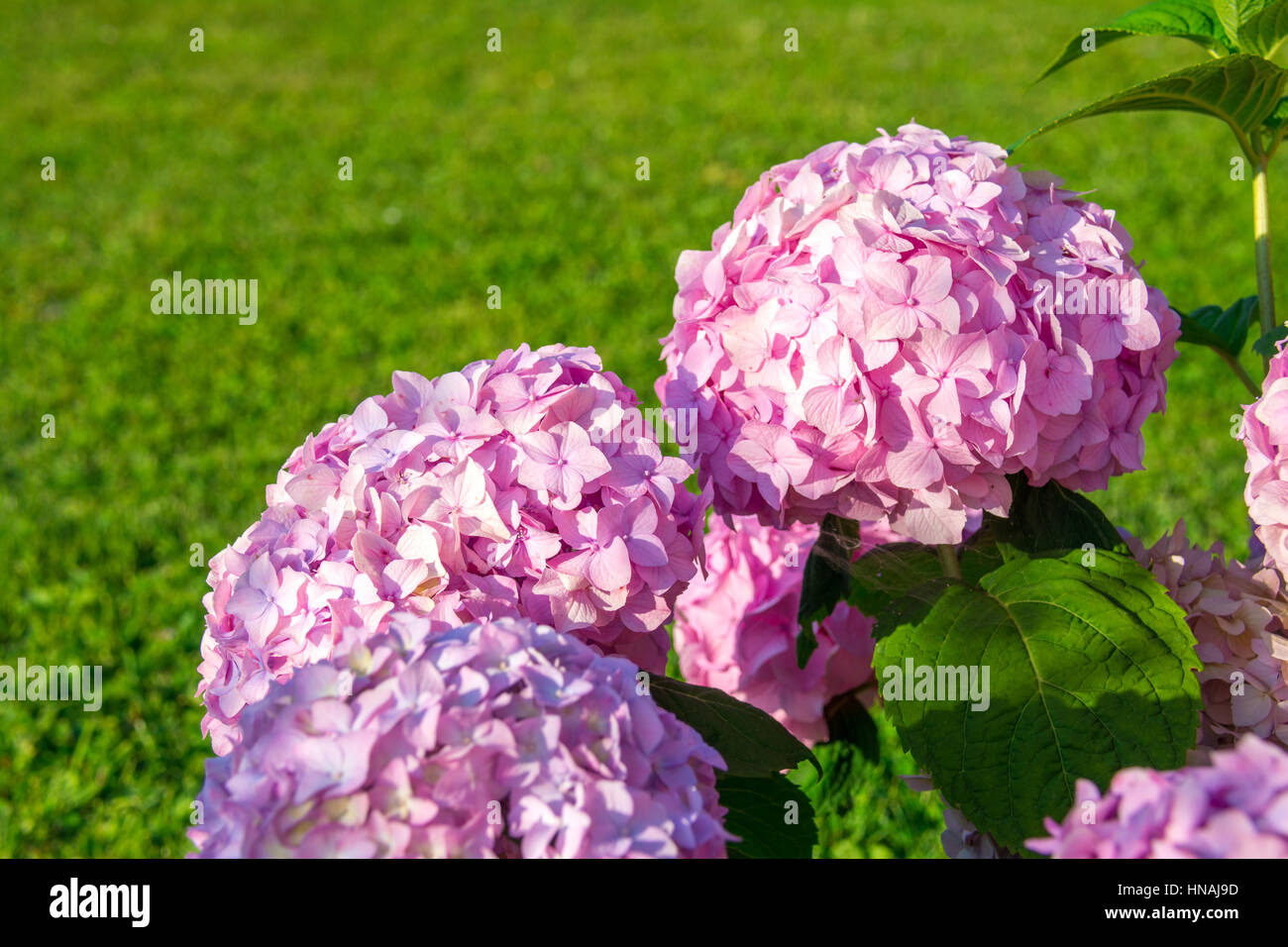 Ortensie in giardino Foto Stock