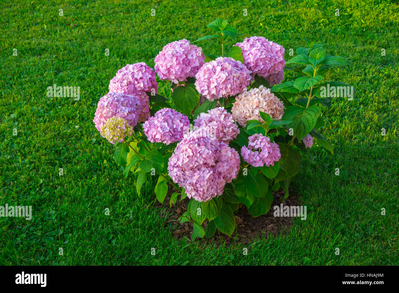 Ortensie in giardino Foto Stock