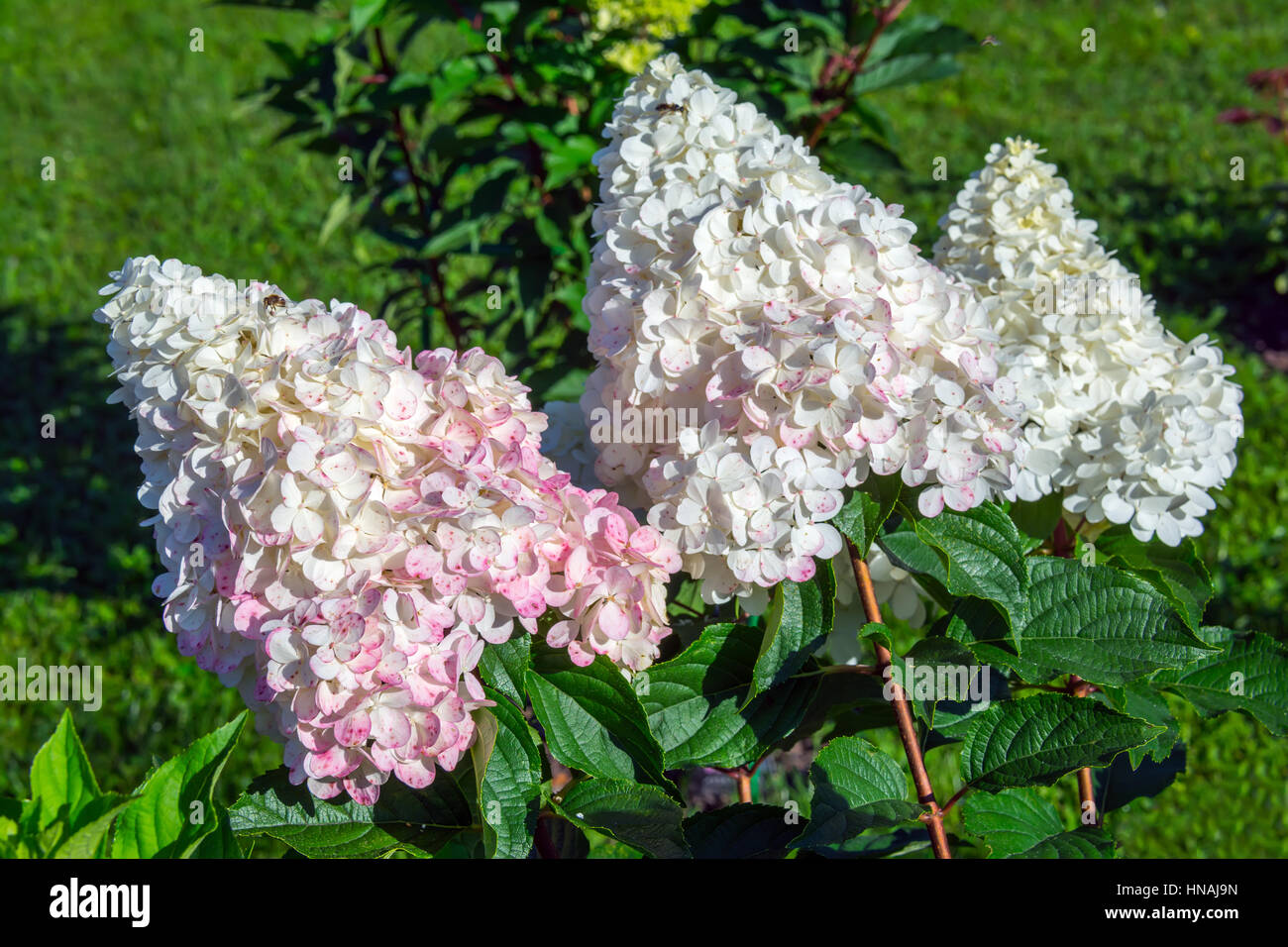 Ortensie in giardino Foto Stock
