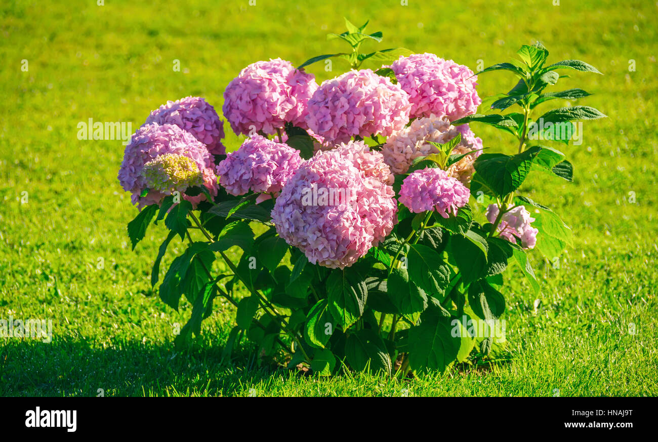 Ortensie in giardino Foto Stock