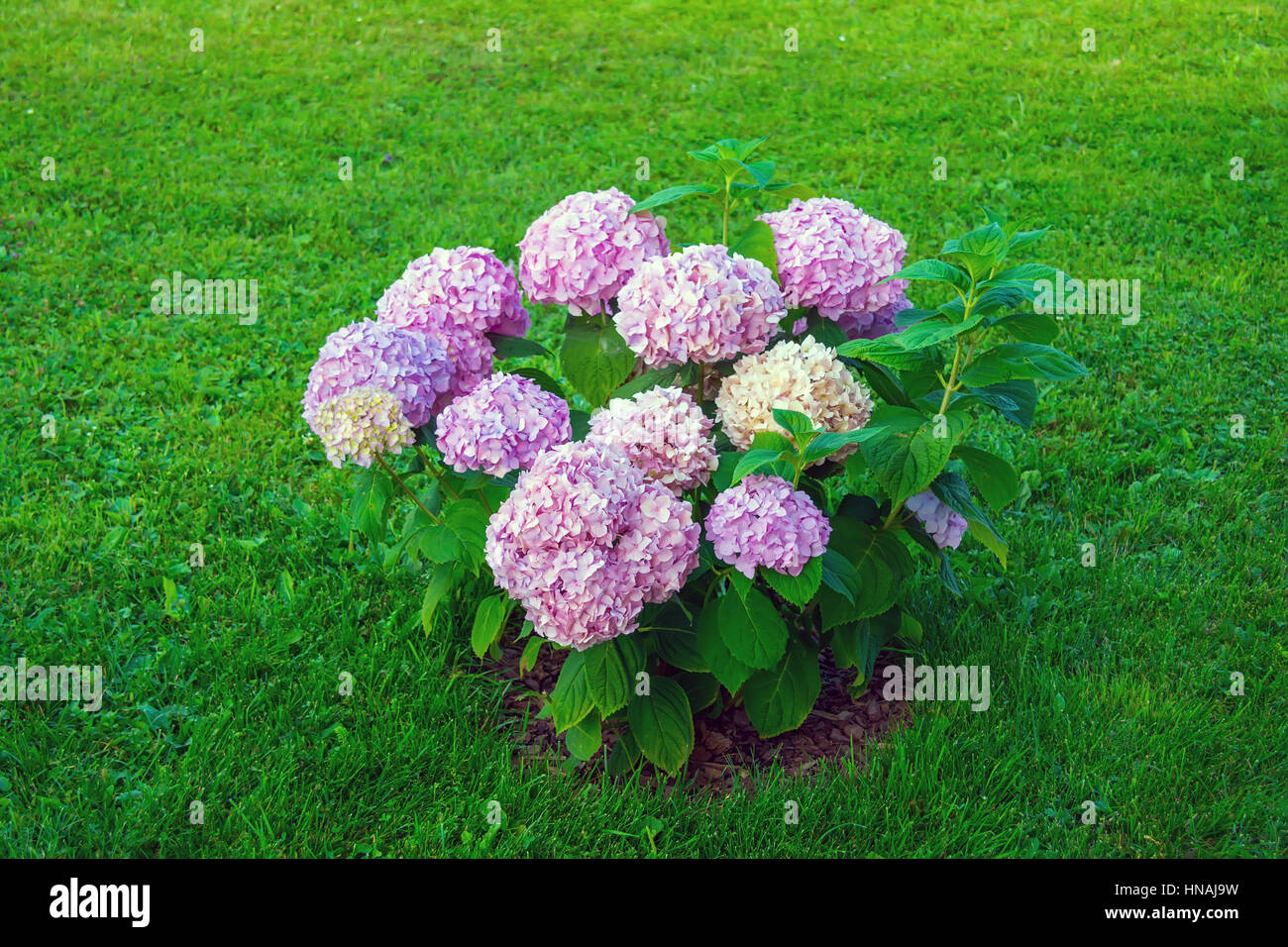 Ortensie in giardino Foto Stock