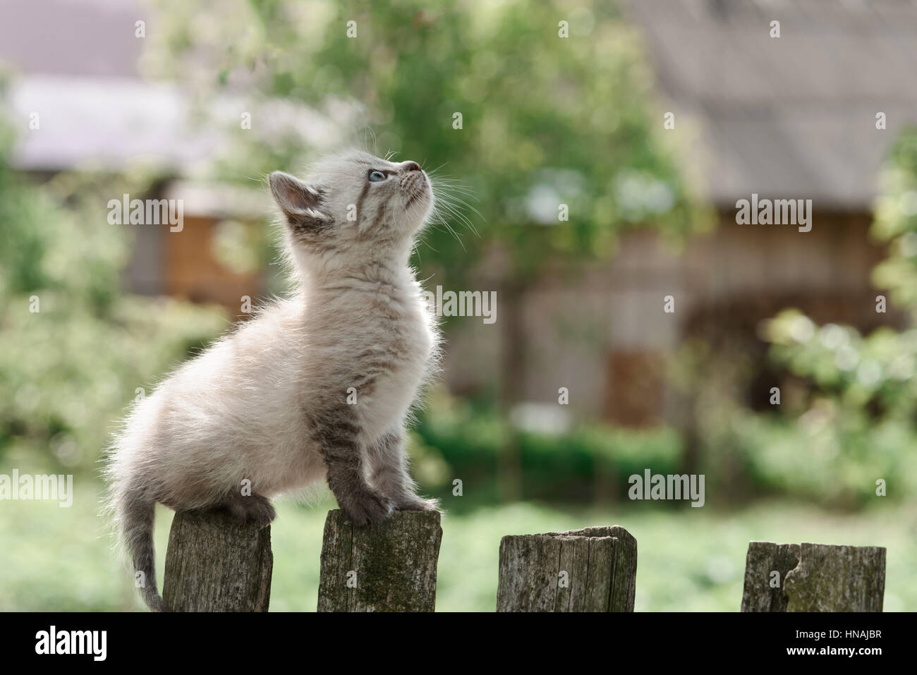 Gattino sulla staccionata in legno close up Foto Stock