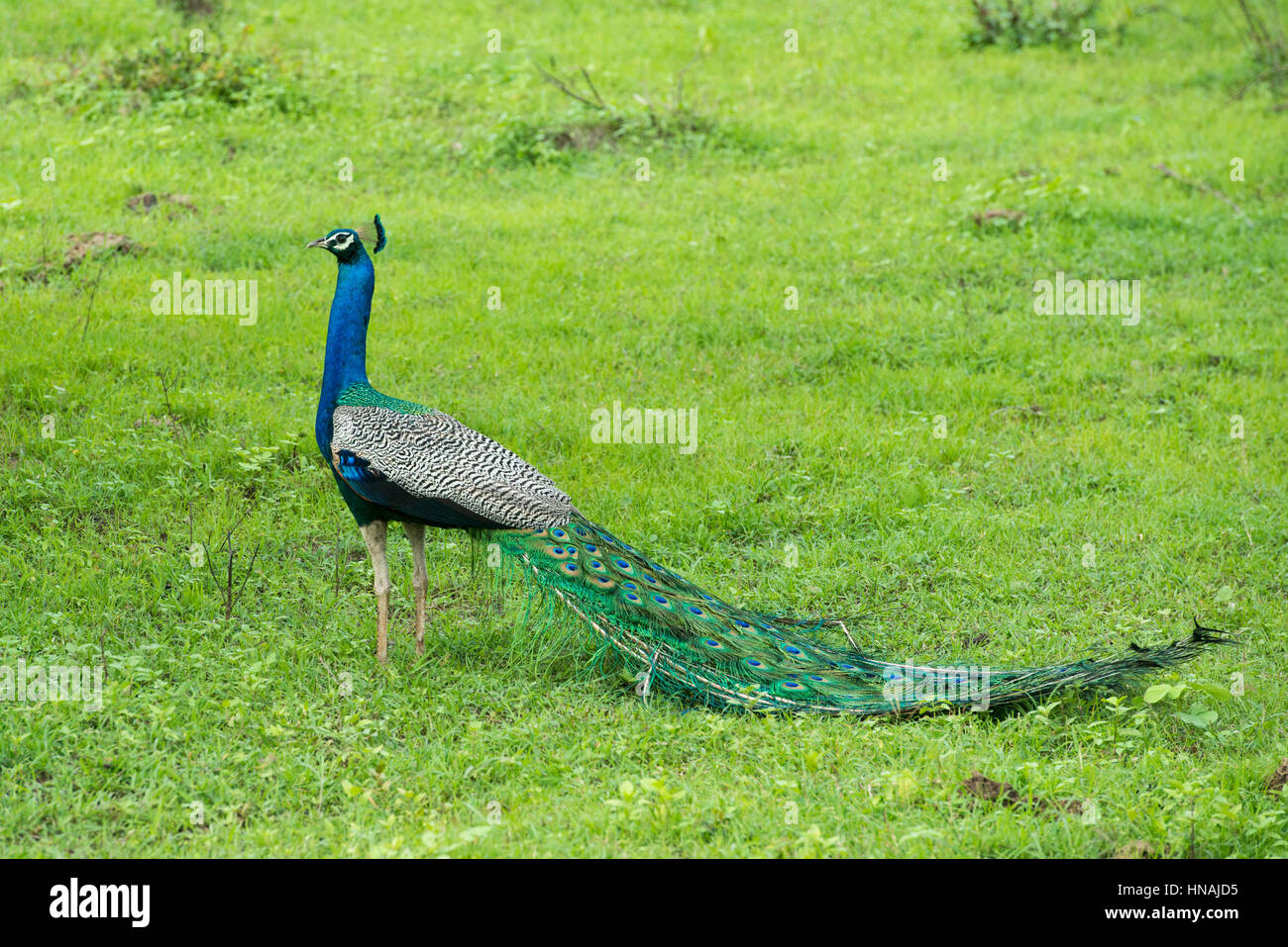 Peafowl indiano, Pavo cristatus, Udawalawe parco nazionale dello Sri Lanka Foto Stock