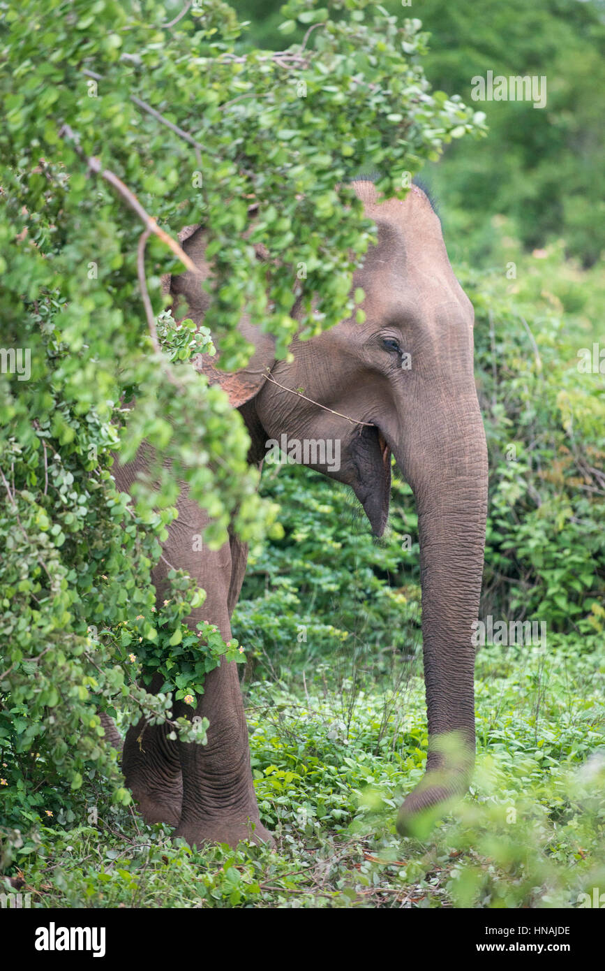 Elefante asiatico, Elephas maximus, Udawalawe parco nazionale dello Sri Lanka Foto Stock
