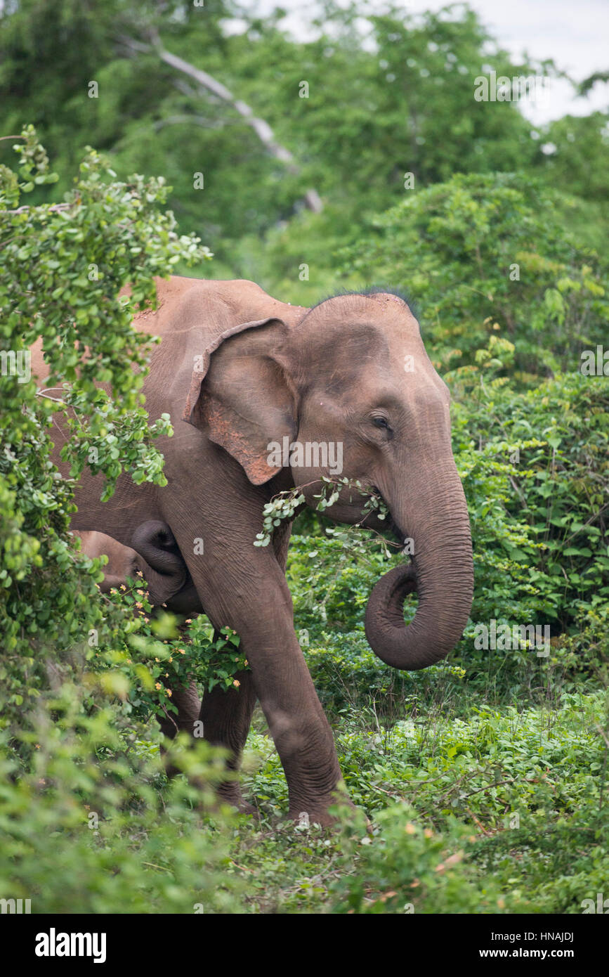 Elefante asiatico, Elephas maximus, Udawalawe parco nazionale dello Sri Lanka Foto Stock