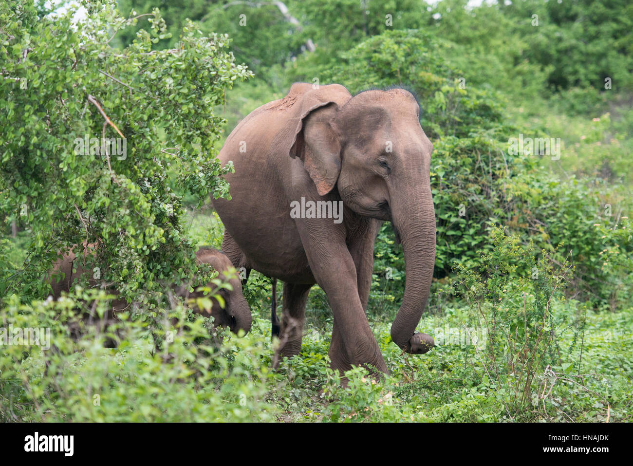 Elefante asiatico, Elephas maximus, Udawalawe parco nazionale dello Sri Lanka Foto Stock