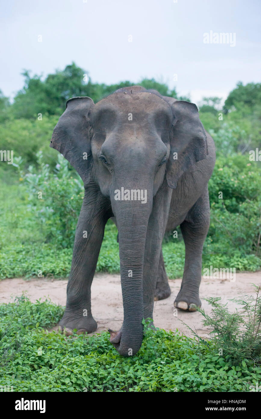 Elefante asiatico, Elephas maximus, Udawalawe parco nazionale dello Sri Lanka Foto Stock