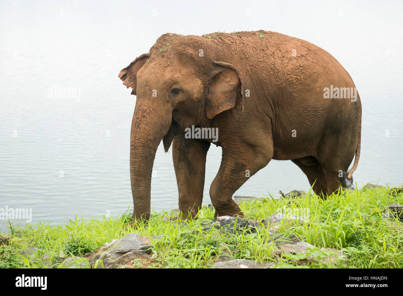 Elefante asiatico, Elephas maximus, nella parte anteriore del serbatoio di Udawalawe, Udawalawe parco nazionale dello Sri Lanka Foto Stock