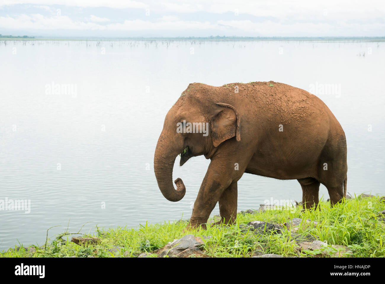Elefante asiatico, Elephas maximus, nella parte anteriore del serbatoio di Udawalawe, Udawalawe parco nazionale dello Sri Lanka Foto Stock