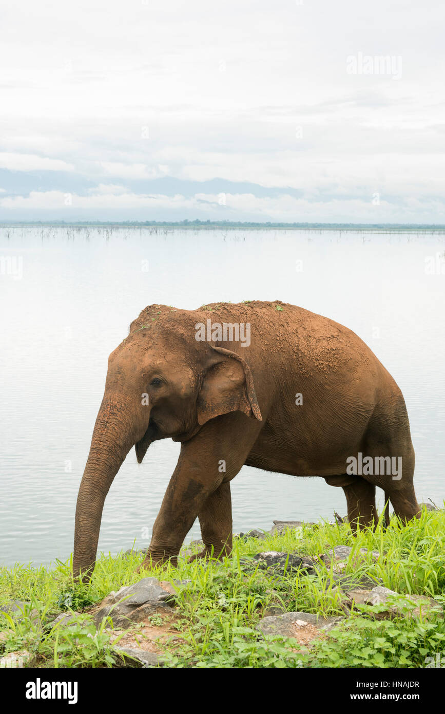 Elefante asiatico, Elephas maximus, nella parte anteriore del serbatoio di Udawalawe, Udawalawe parco nazionale dello Sri Lanka Foto Stock