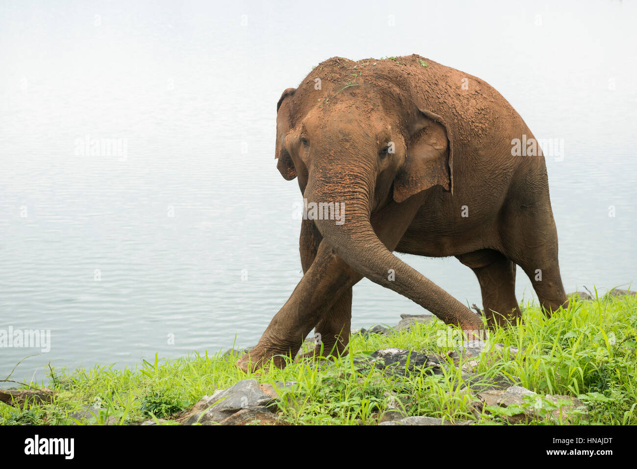 Elefante asiatico, Elephas maximus, nella parte anteriore del serbatoio di Udawalawe, Udawalawe parco nazionale dello Sri Lanka Foto Stock
