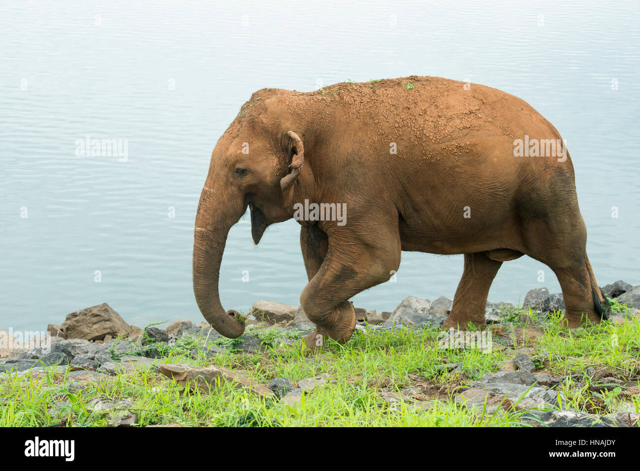 Elefante asiatico, Elephas maximus, nella parte anteriore del serbatoio di Udawalawe, Udawalawe parco nazionale dello Sri Lanka Foto Stock