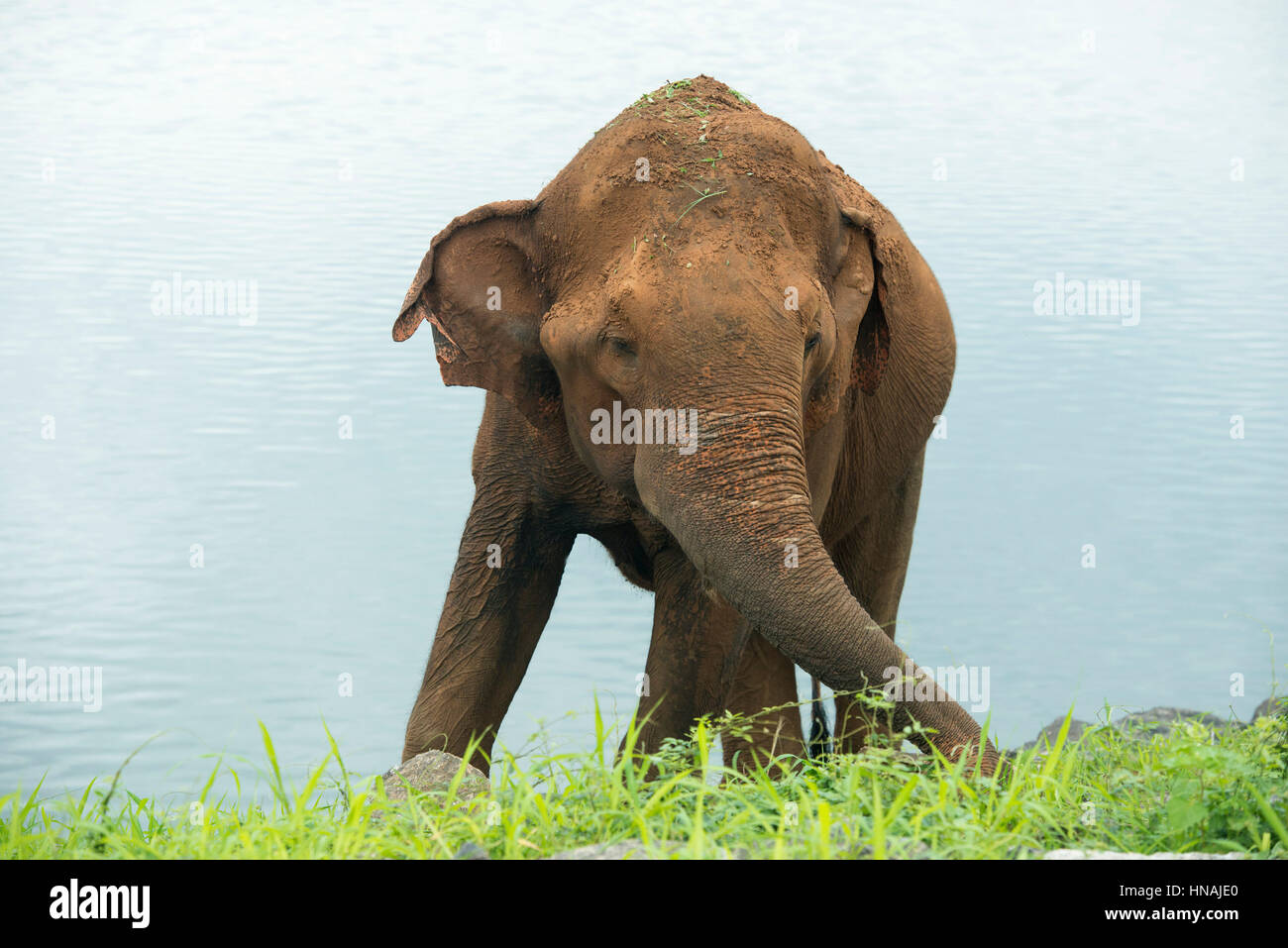 Elefante asiatico, Elephas maximus, nella parte anteriore del serbatoio di Udawalawe, Udawalawe parco nazionale dello Sri Lanka Foto Stock