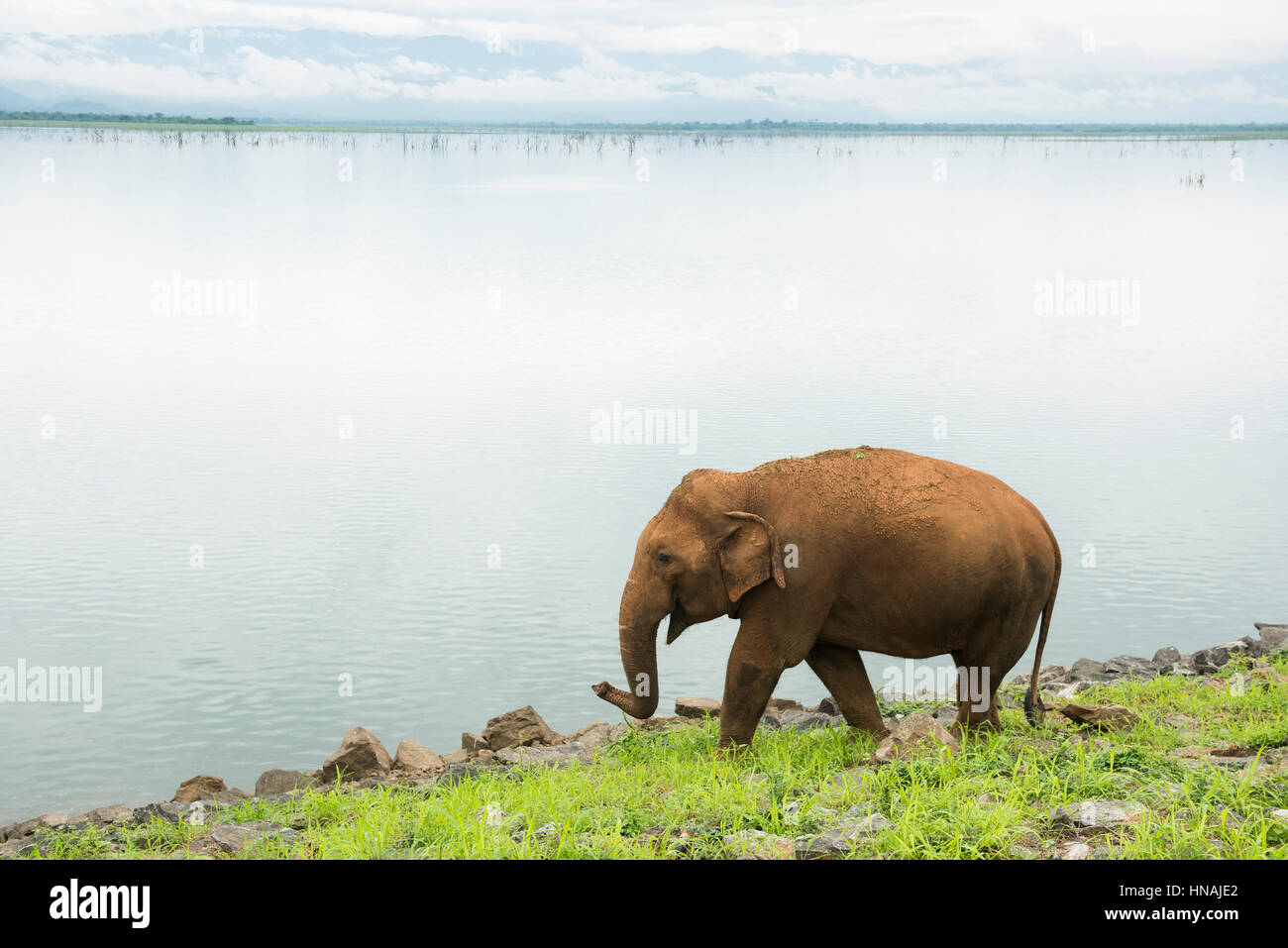 Elefante asiatico, Elephas maximus, nella parte anteriore del serbatoio di Udawalawe, Udawalawe parco nazionale dello Sri Lanka Foto Stock