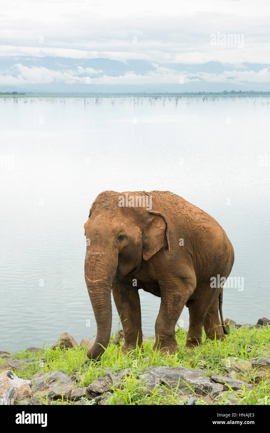 Elefante asiatico, Elephas maximus, nella parte anteriore del serbatoio di Udawalawe, Udawalawe parco nazionale dello Sri Lanka Foto Stock