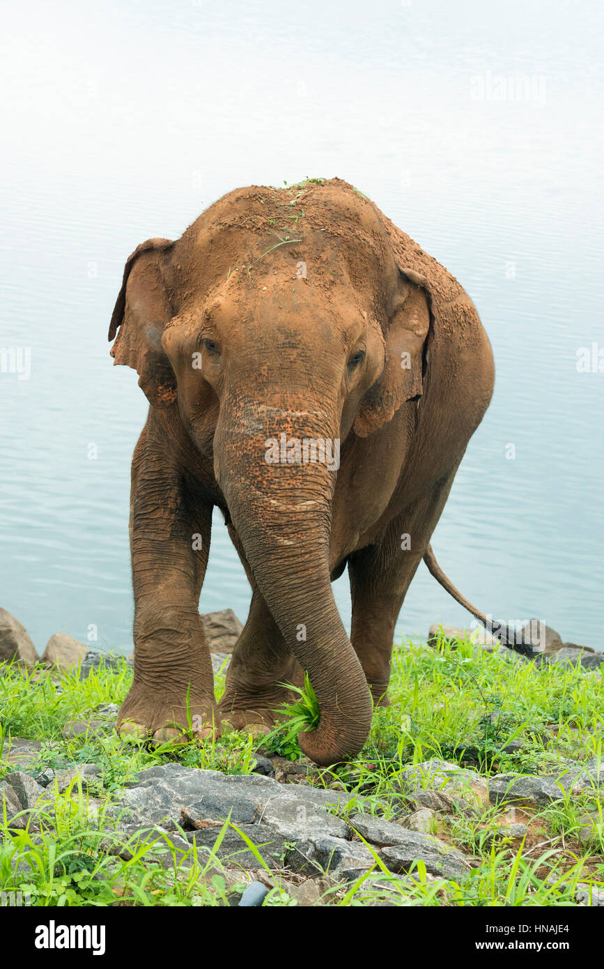 Elefante asiatico, Elephas maximus, nella parte anteriore del serbatoio di Udawalawe, Udawalawe parco nazionale dello Sri Lanka Foto Stock