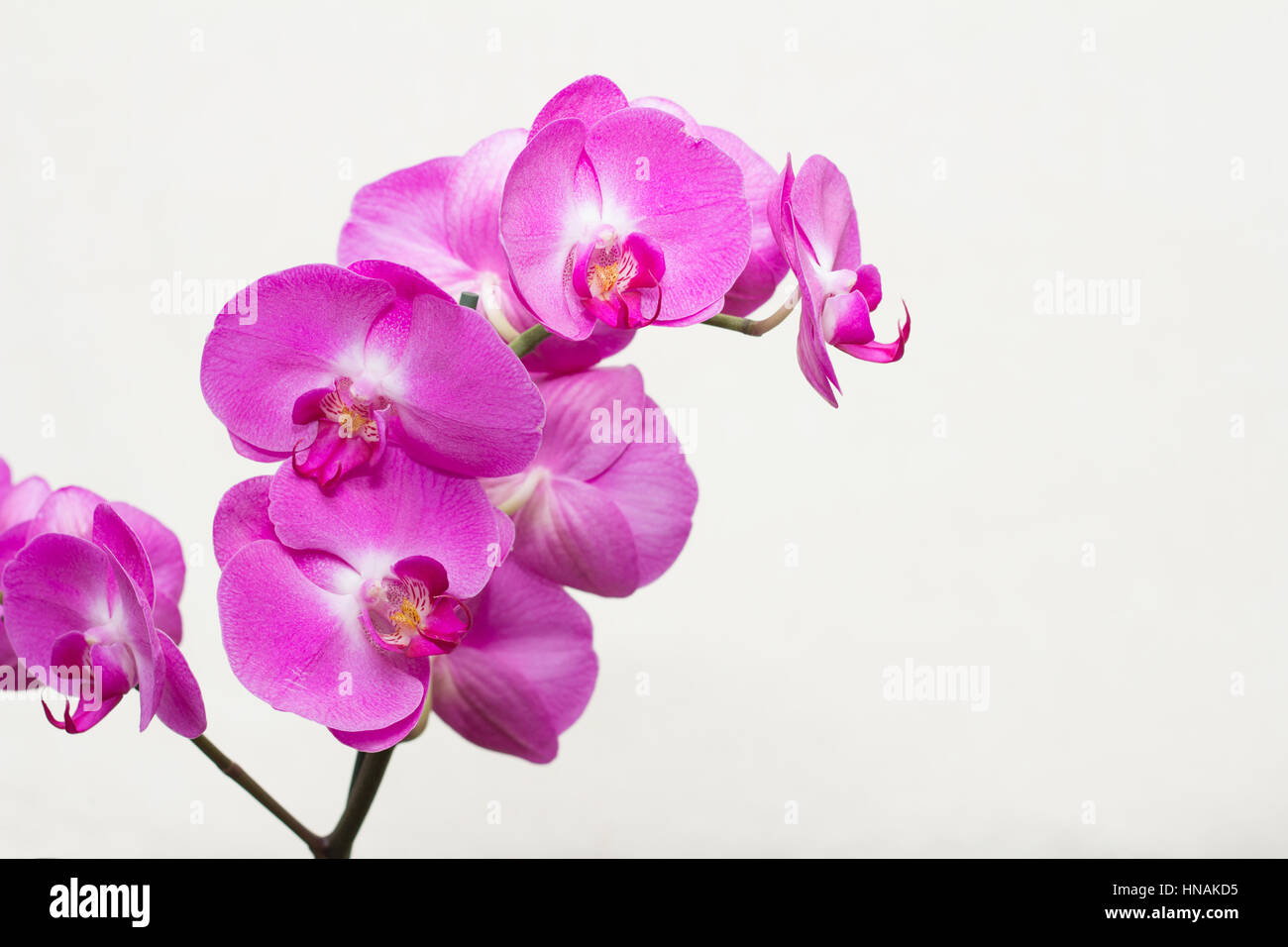 Rosa fiori di orchidea Foto Stock
