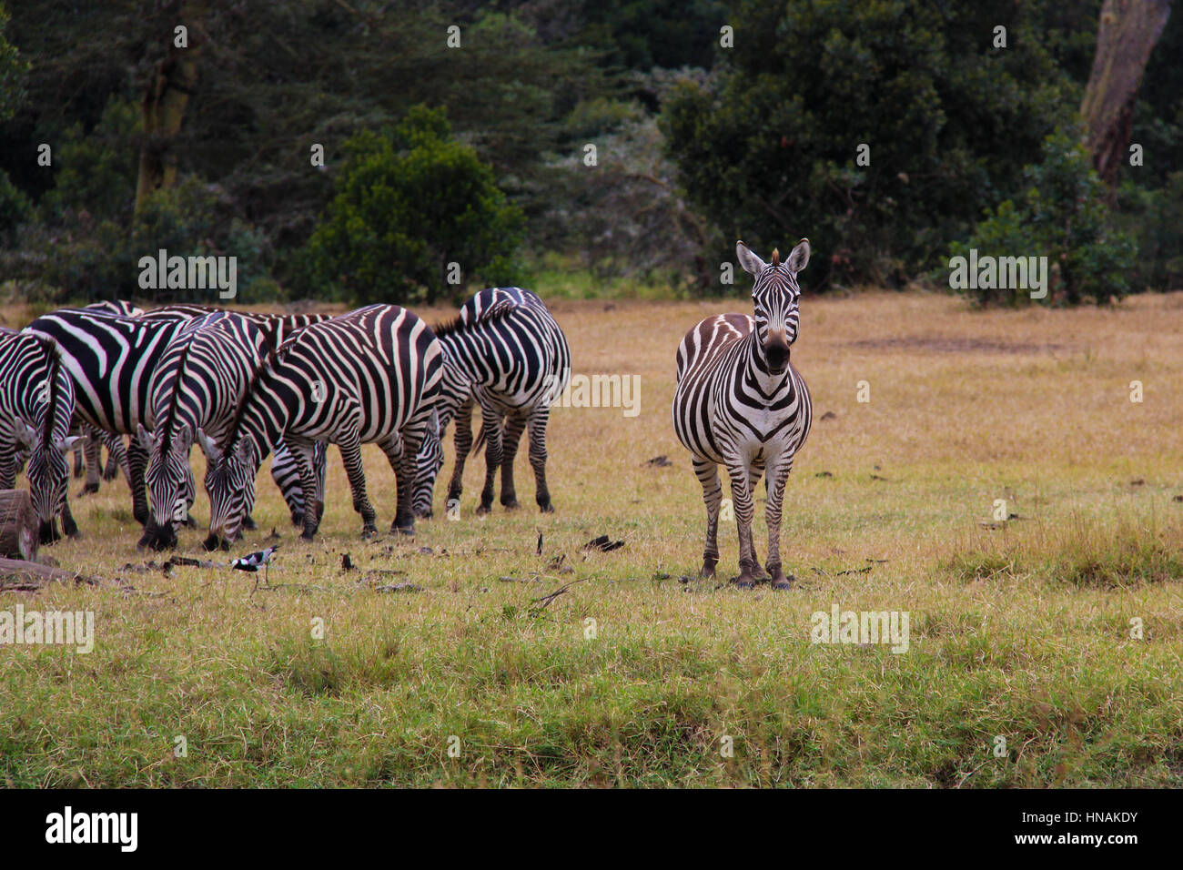 Gruppo del pascolo zebre (Equus burchellii o Equus quagga) Foto Stock