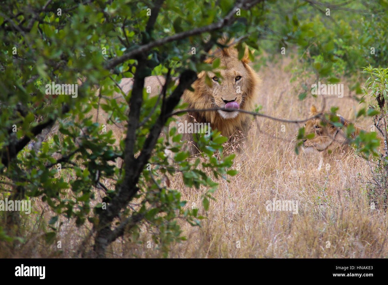Leone maschio (panthera leo) dietro cespugli fissando nella fotocamera Foto Stock