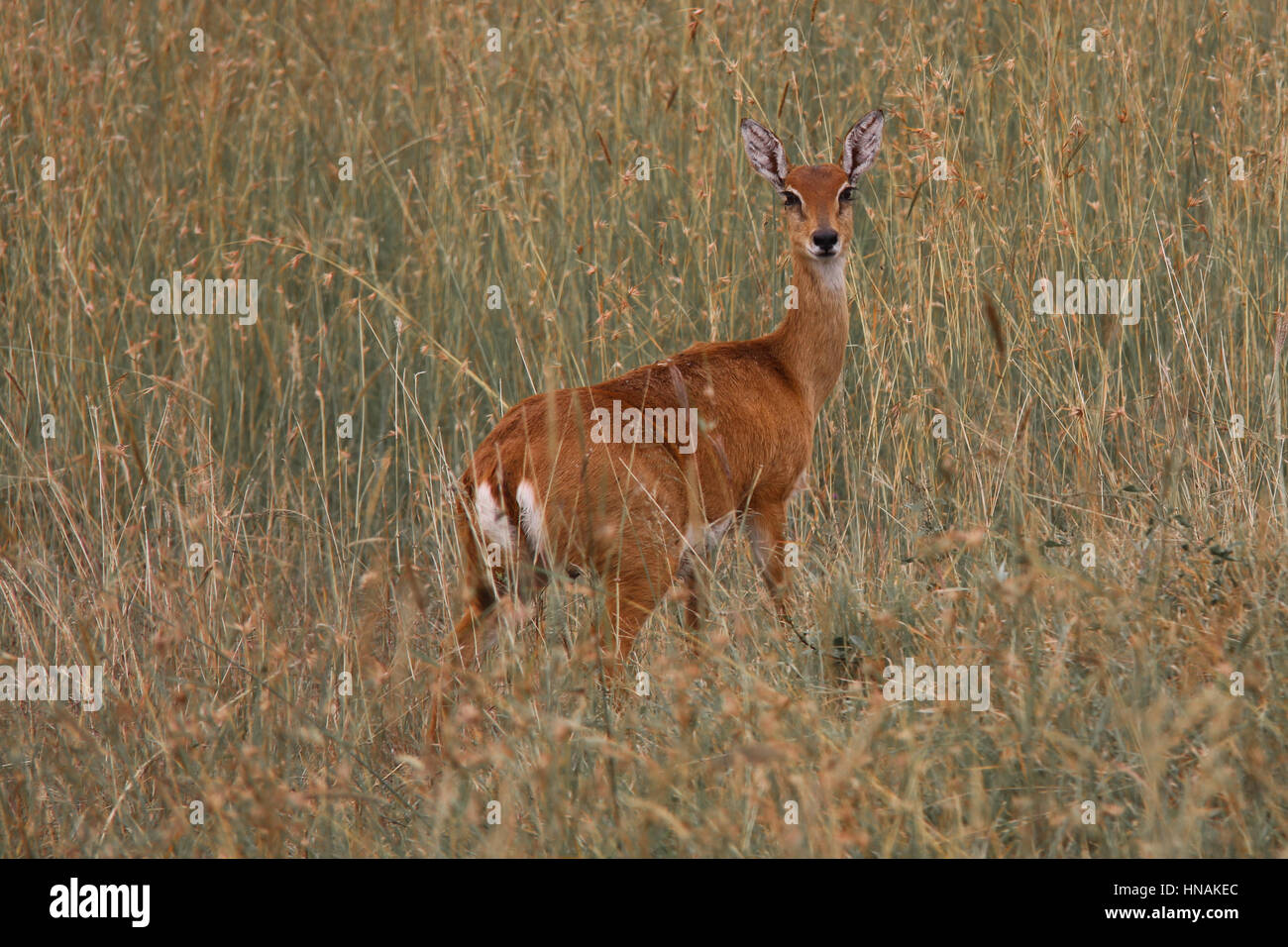 (Oribi ourebia ourebi) in piedi in alta erba secca nella Riserva Nazionale di Masai Mara, Kenya Foto Stock