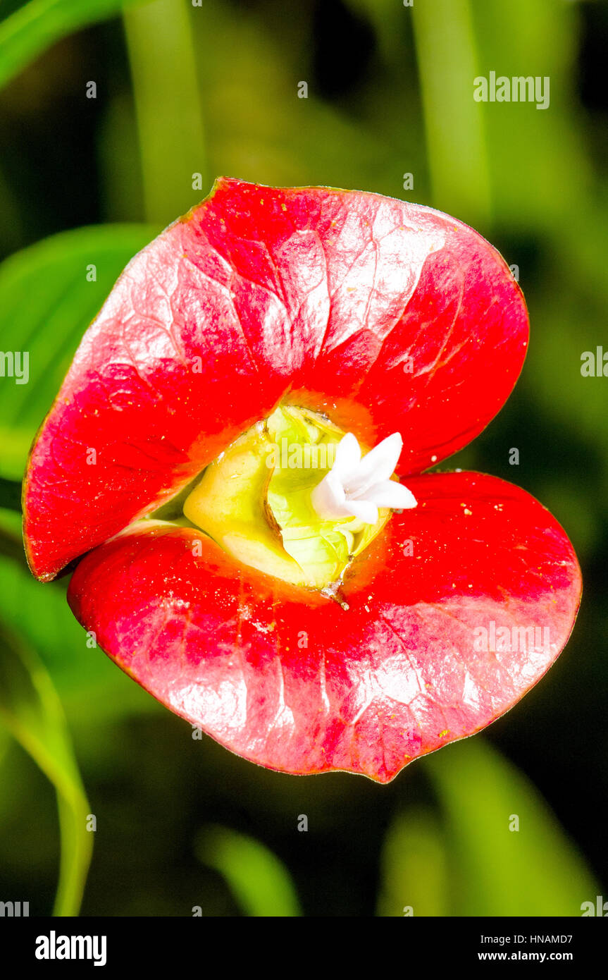 Close up Hooker labbra (Psychotria elata) con la sua coppia di colore rosso brillante conformata a labbro delle brattee che circondano, bianchi e piccoli fiori tubolari. Foto Stock